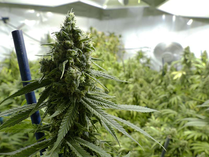 Big Marijuana Bud on Indoor Plant Under Lights at Cannabis Farm