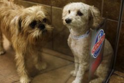 Pets alternate text for this image