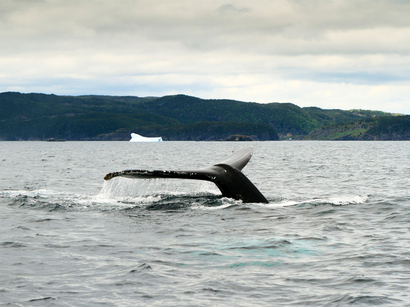 Humpback whale tail with iceberg