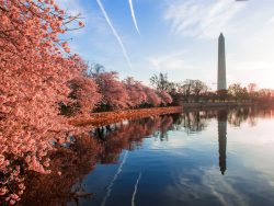 Washington DC Monument with cherry blossoms