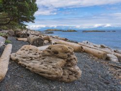 Driftwood on beach on Nanaimo Vancouver island British Columbia Canada