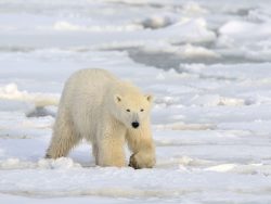 polar bear walking on pack-ice