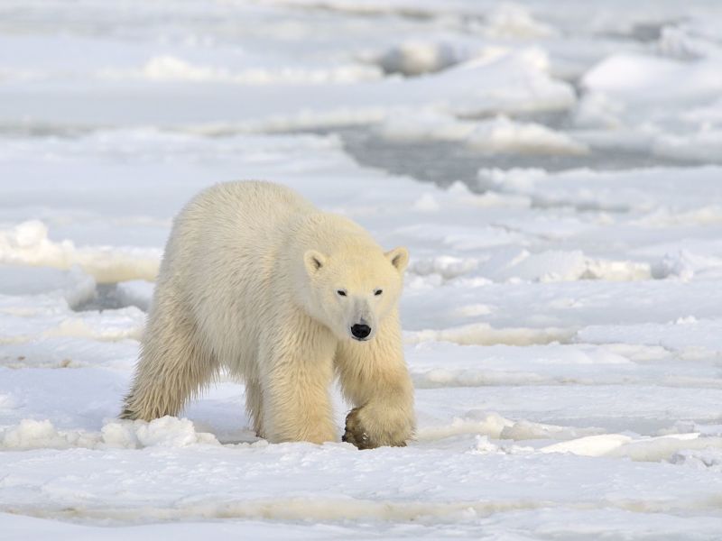 polar bear walking on pack-ice