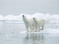 female polar bear and cub on polar ice
