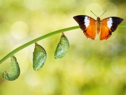 transformation, butterfly with caterpillar and chrysalis