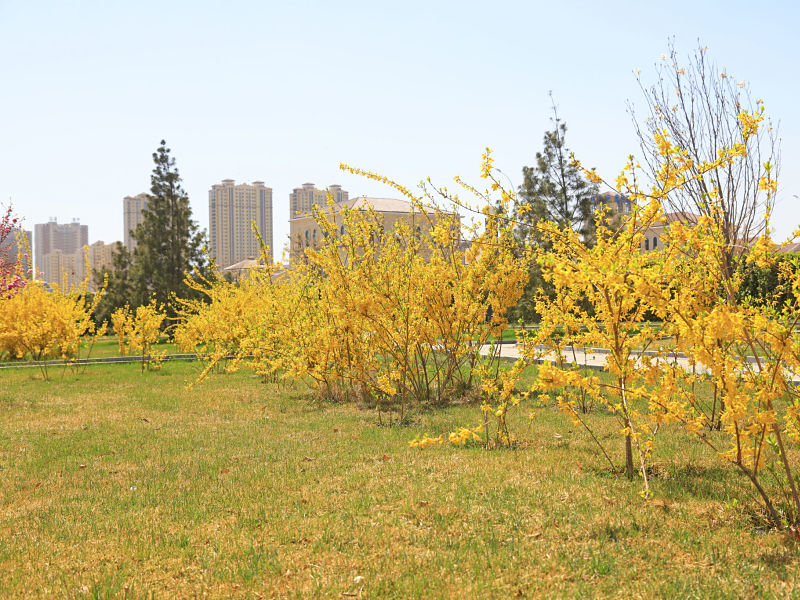 Forsythia in the garden