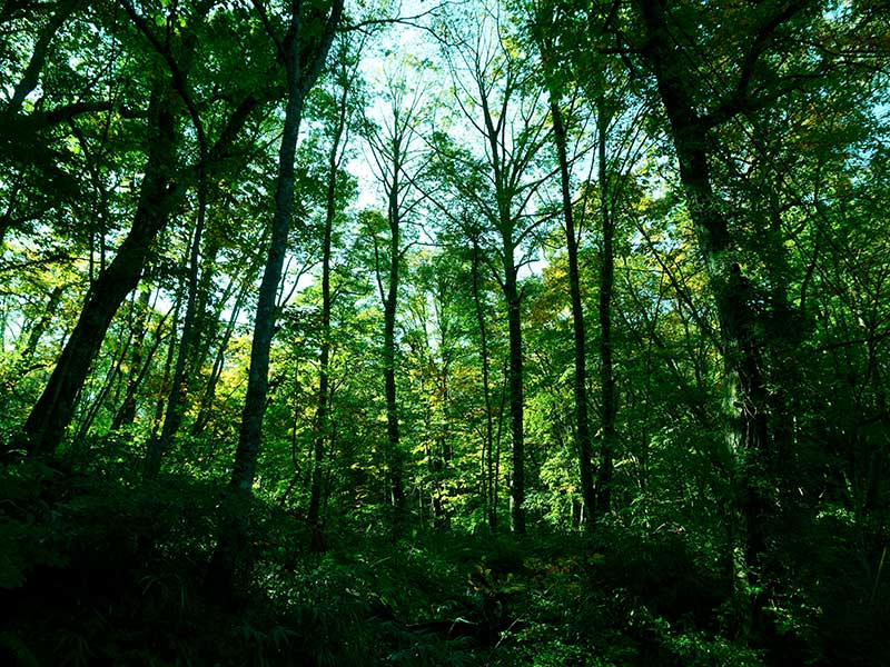 Green forest