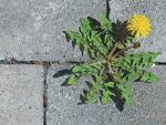 Dandelion coming out from brick pavement