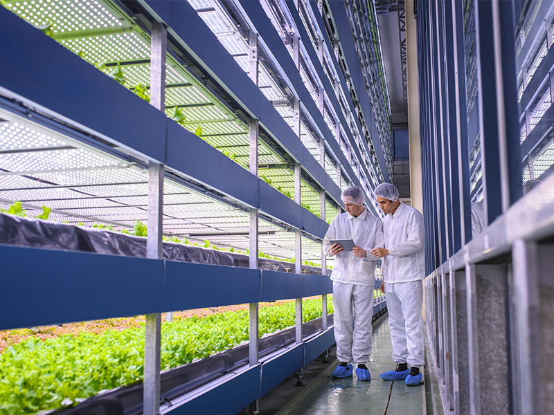 Team of researchers studying global food security observe the growth of lettuce crops in a vertical farming facility.