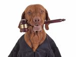 Dog in court